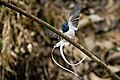 * Nomination: Asian paradise flycatcher bird(by Prasan Shrestha) --Gpkp 16:29, 23 October 2024 (UTC) * * Review needed