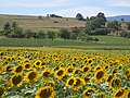 "Tournesols,_près_d'Yverdon,_Vaud.jpg" by User:Jean-Paul Lucien Gagnère