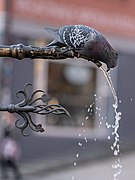 Columba livia (Rock Dove)