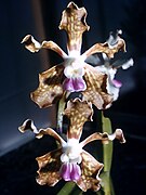 Vanda tessellata Orchi 002.jpg