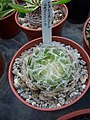 Haworthia semiviva dries its leaves into a papery sheath in the heat of summer.