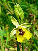 Ophrys lacaitae