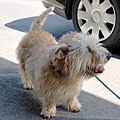 Glen of imaal terrier