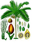 တၞံသတ် Areca (Supari in Hindi & Bengali, Kamugu, Paakku (fruit) in Tamil, Kavugu,Adike in Kannada,  Adakka-maram in Malayalam) -- Areca catechu