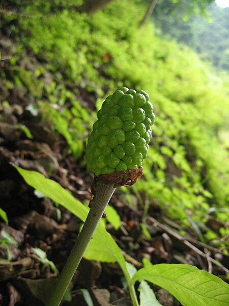 File:Arisaema serratum 01.jpg