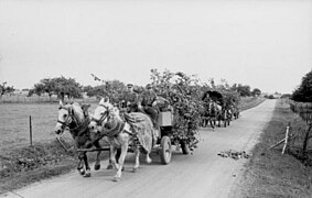 Tysk militær transport med hest i Frankrike i 1944, med kamuflasje mot flyangrep Foto: Bundesarchiv