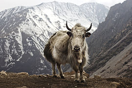 Bos grunniens (Domestic Yak)