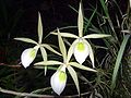 Brassavola flagellaris