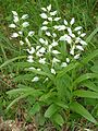 Cephalanthera longifolia Germany - Durmersheim (bei Karlsruhe)