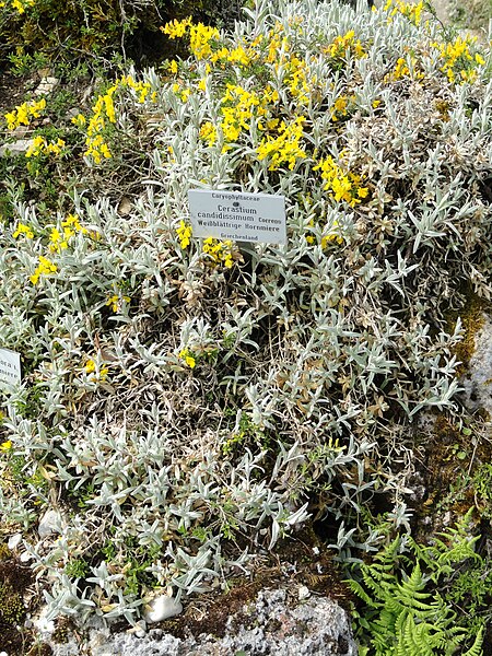 File:Cerastium candidissimum - Botanischer Garten München-Nymphenburg - DSC07649.JPG