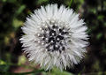 Taraxacum officinale