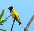 Hooded siskin