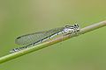 Coenagrion hastulatum femella