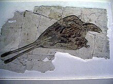 White slab of rock left with cracks and impression of bird feathers and bone, including long paired tail feathers