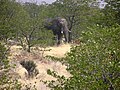 En elefant mad Mopane uun a Etosha-Natjunaalpark