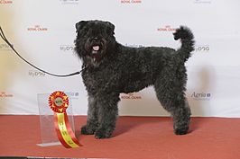 Bouvier des Flandres