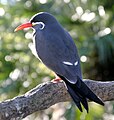 Inca tern