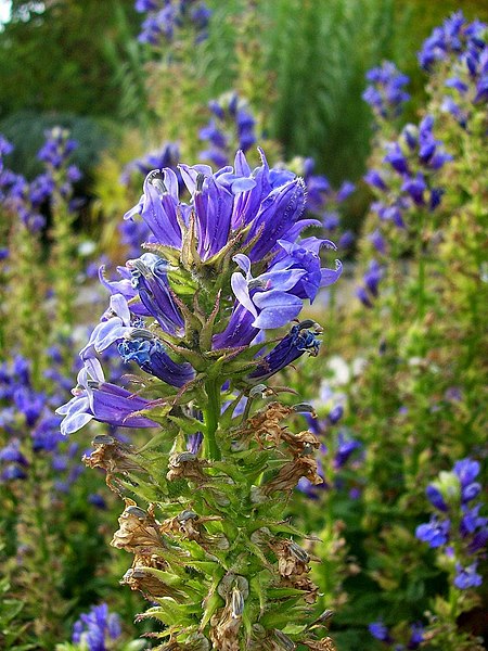 File:Lobelia siphilitica Botanical Garden Heidelberg 2.JPG