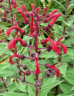 Lobelia tupa: infloresko