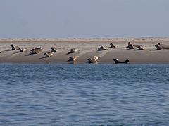 La mer des Wadden accueille plusieurs espèces de phoques (ici Phoca vitulina)