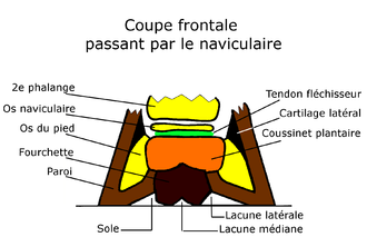 Descriptif anatomique du pied en coupe frontale : os, tendons, coussinet plantaire, paroi.