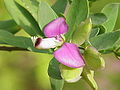 Polygala myrtifolia das Polygalaceae