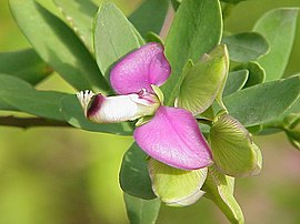 mirtofolia poligalo (Polygala myrtifolia)