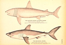 Monochromatic drawings of two sharks, one labeled "the basking shark, or bone shark – Cetorhinus maximus", and the other "the mackerel shark – Lamna cornubica"