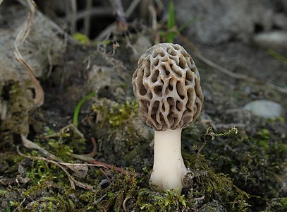 Morchella esculenta (Common Morel)