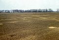 Burrows of Spermophilus suslicus, Odesa region, Ukraine