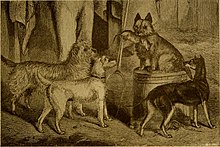 The dog book - a popular history of the dog, with practical information as to care and management of house, kennel, and exhibition dogs; and descriptions of all the important breeds (1906) (20365367884).jpg