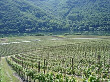 Weinberge in Pölich.jpg