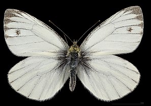 Pieris napi ♂