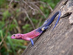 Mwanza Flat-headed Agama