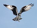 This osprey at Kennedy Space Centre is hovering.