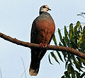 Adamawa-gerle (Streptopelia hypopyrrha)