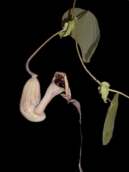 File:Aristolochia hypoglauca.jpg