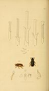 Britishentomologyvolume2Plate104.jpg