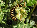 5th instar and a early instar