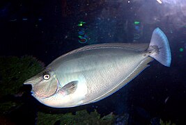 Adulte en aquarium.