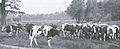 Dairy herd grazing in Yosemite Valley in 1918