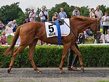 Photo d'un cheval alezan marchant, vu de profil.