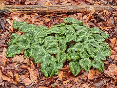 Cyclamen hederifolium après une averse de mars.