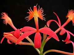 Epidendrum cinnabarinum