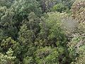 Macchia a erica e corbezzolo in evoluzione verso la foresta mediterranea sempreverde (Gutturu Mannu)