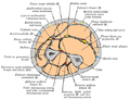 Cross-section through the middle of the forearm, showing the two bones and the muscles, nerves and blood vessels surrounding them.