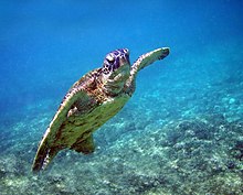 Turtle swimming toward surface