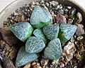 "agenteo-maculosa" is a smoother variety of Haworthia pygmaea with silver spots ("argenteo maculosa").