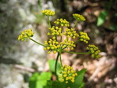 Heartleaf Alexander (Zizia ssp.) (1ae35eda-155d-451f-6708-9825e8570fd6).jpg