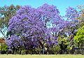 Large Jacaranda in full bloom